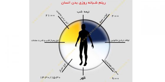 ریتم شبانه روزی بدن انسان