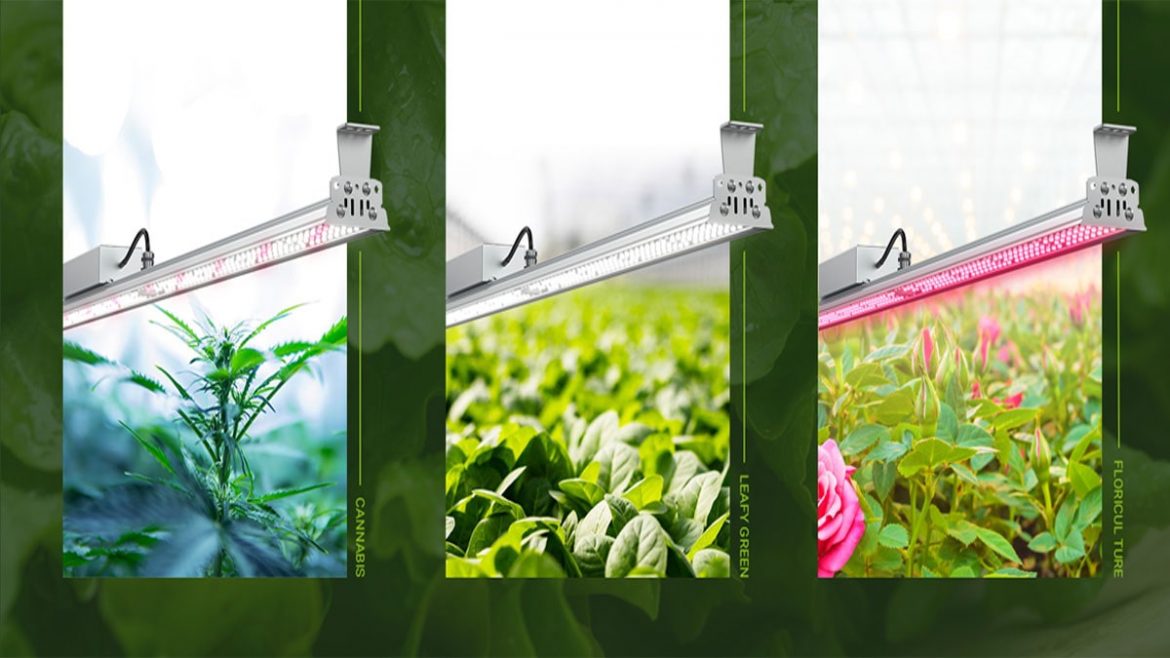 plant-growth چراغ رشد گیاه